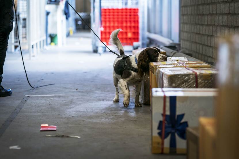 Speurhond Sjefke snuffelt aan postpakketten.